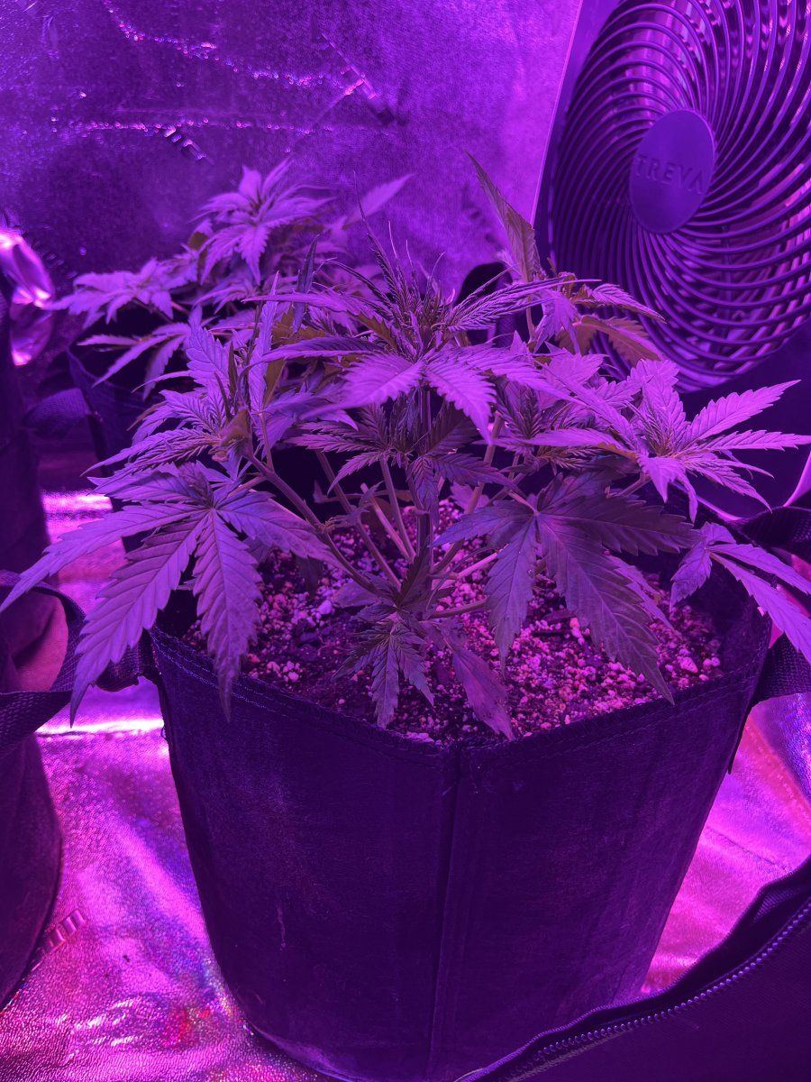 New grower here need thoughts on this plant for 23 days since sprout 17