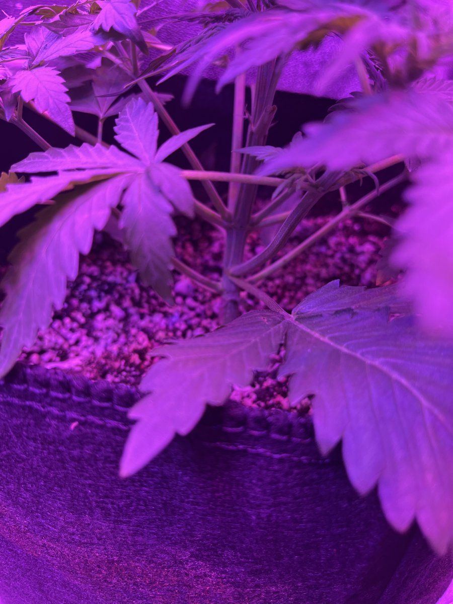 New grower here need thoughts on this plant for 23 days since sprout 2