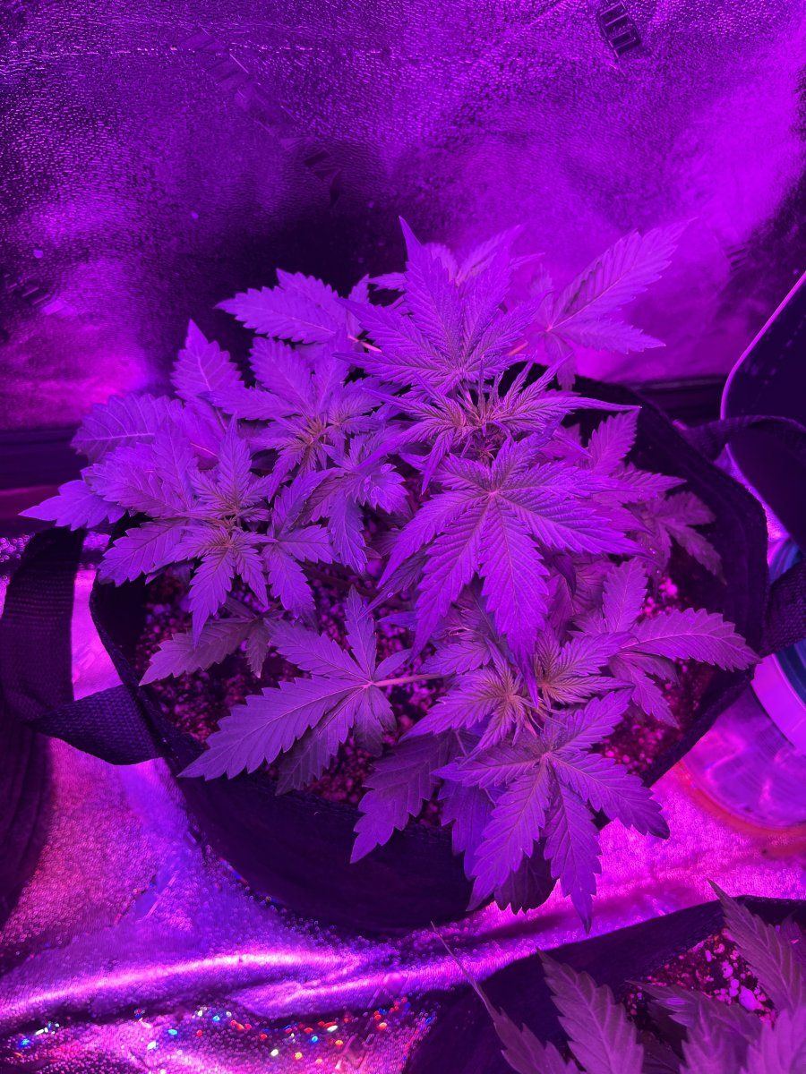 New grower here need thoughts on this plant for 23 days since sprout 3