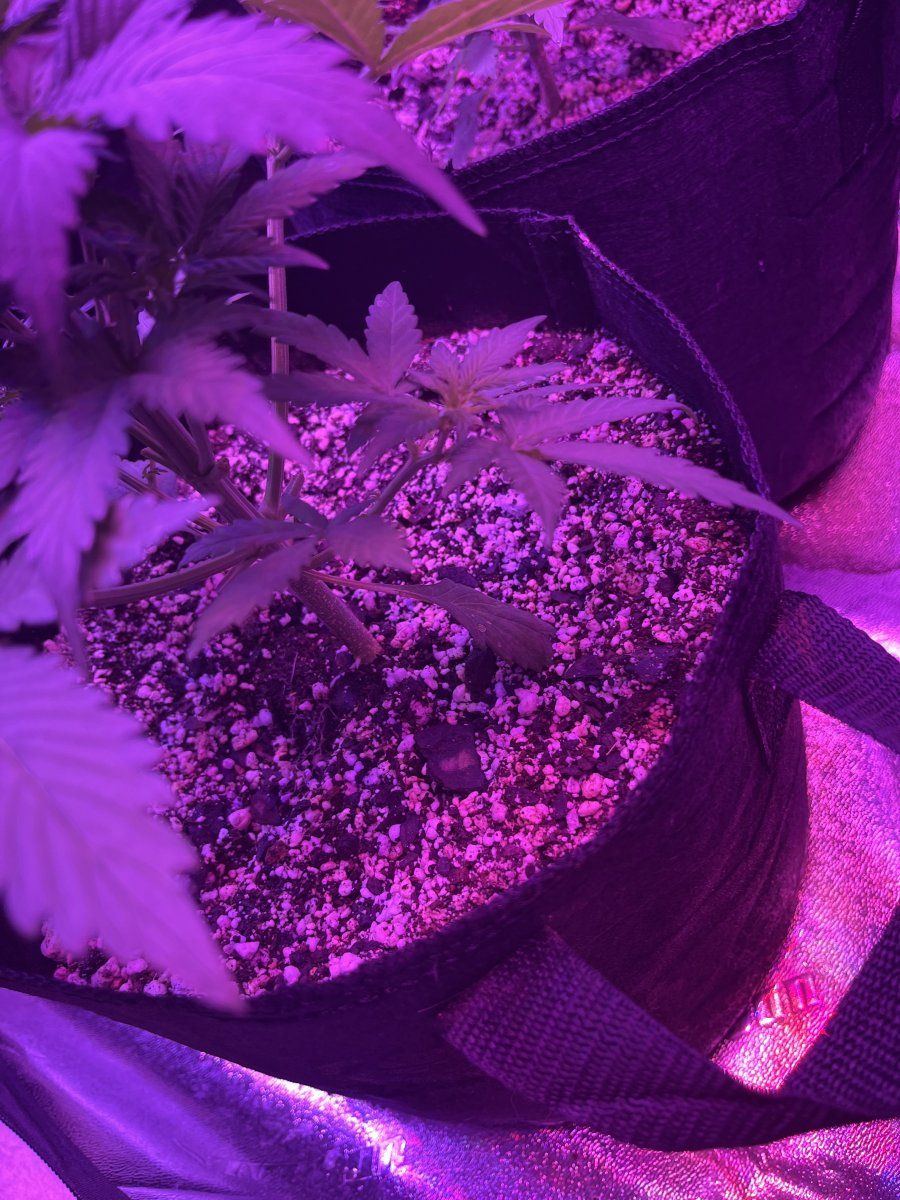 New grower here need thoughts on this plant for 23 days since sprout 4