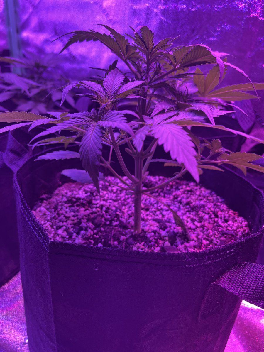 New grower here need thoughts on this plant for 23 days since sprout 5