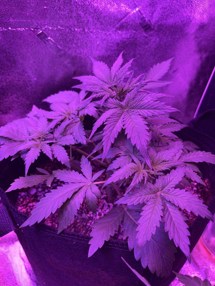 New grower here need thoughts on this plant for 23 days since sprout 6