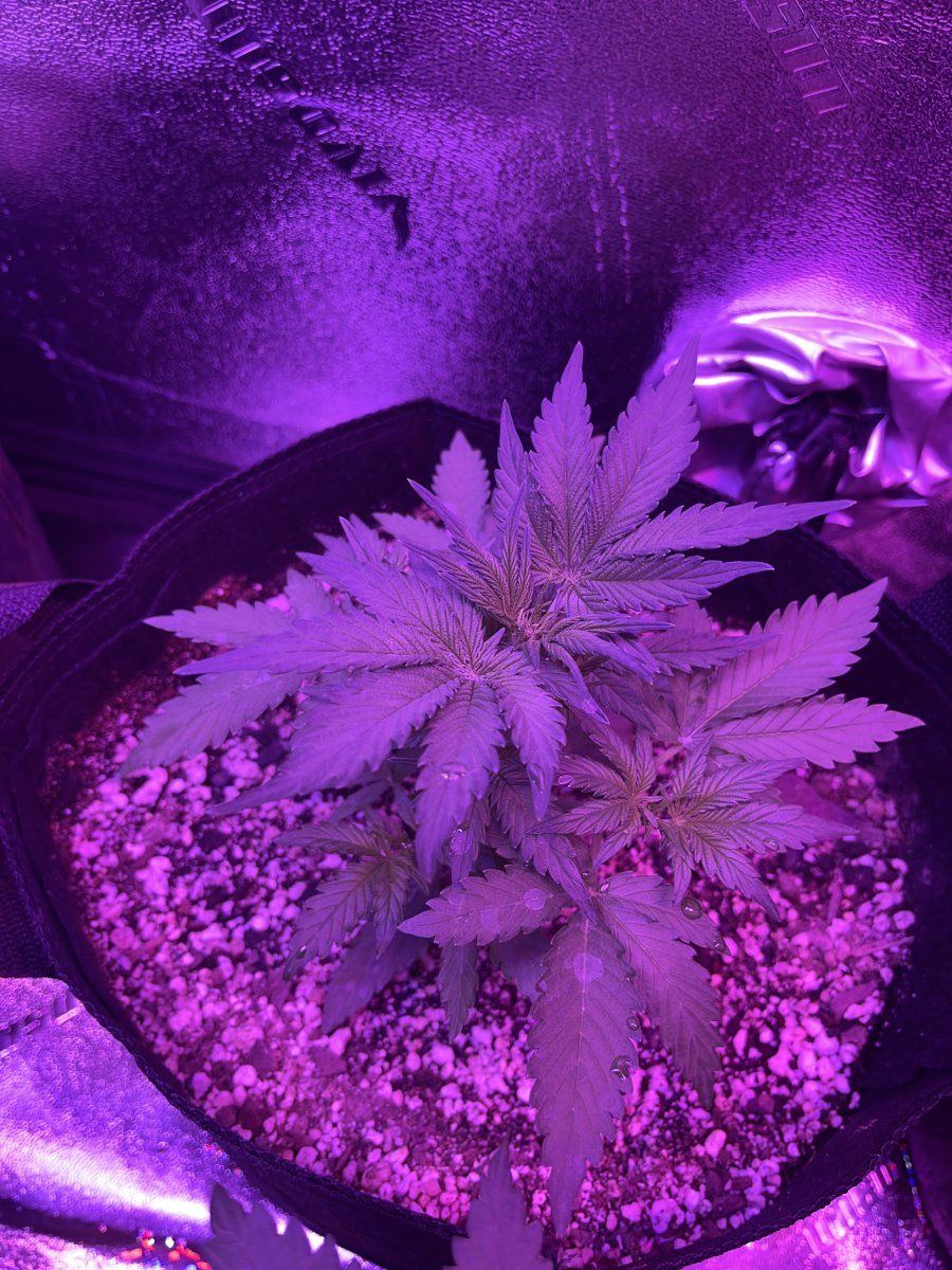 New grower here need thoughts on this plant for 23 days since sprout 7