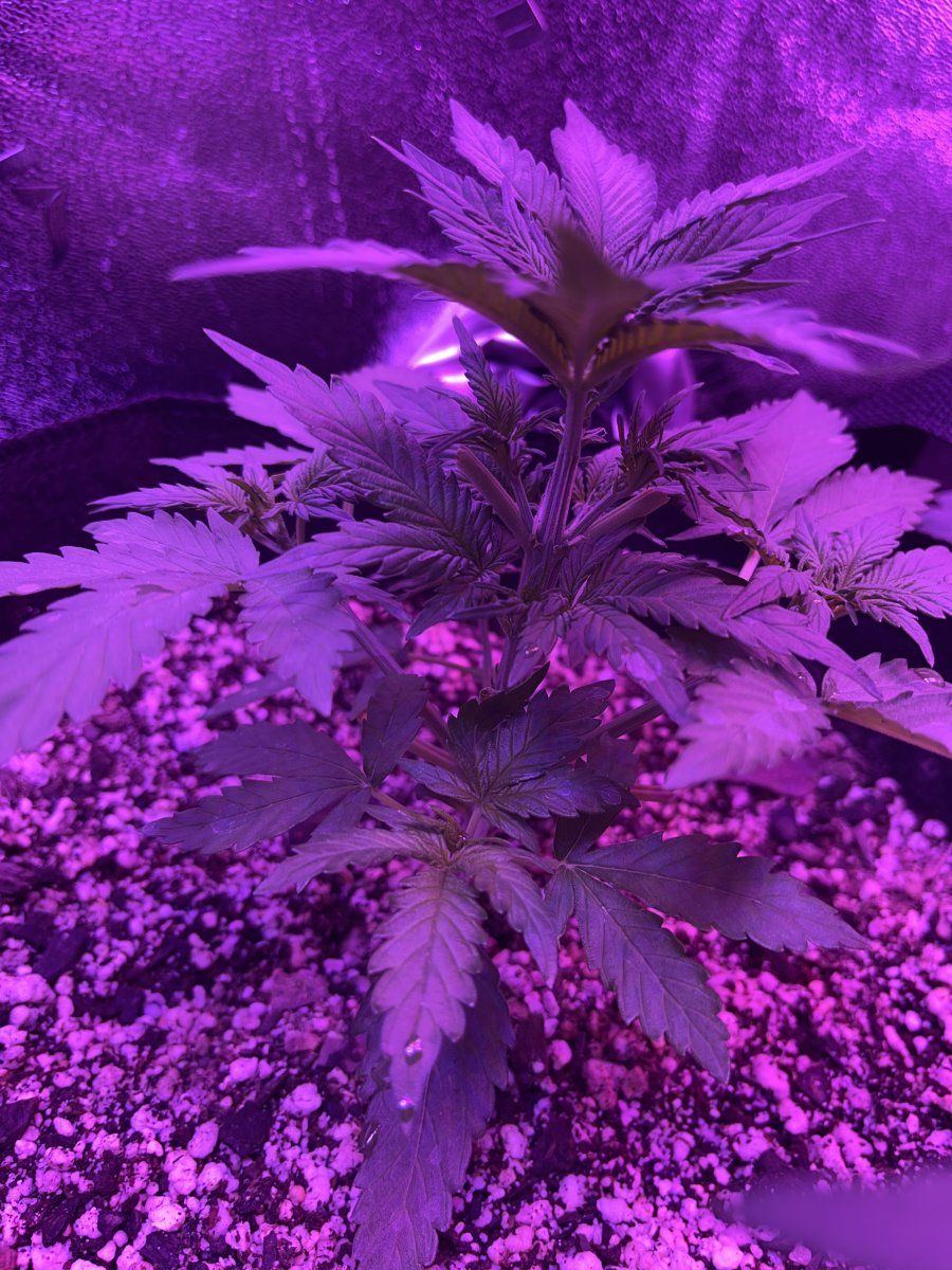 New grower here need thoughts on this plant for 23 days since sprout 8