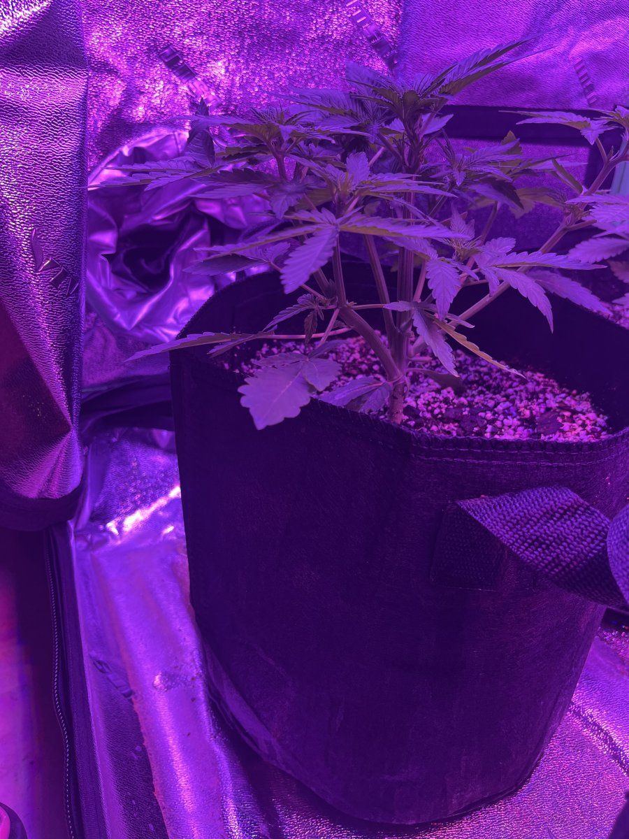 New grower here need thoughts on this plant for 23 days since sprout 9