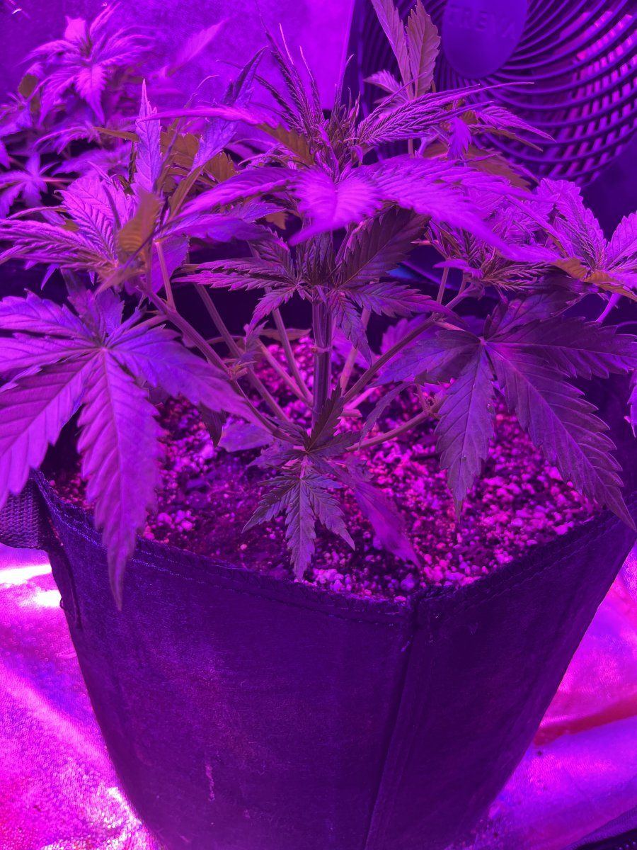 New grower here need thoughts on this plant for 23 days since sprout