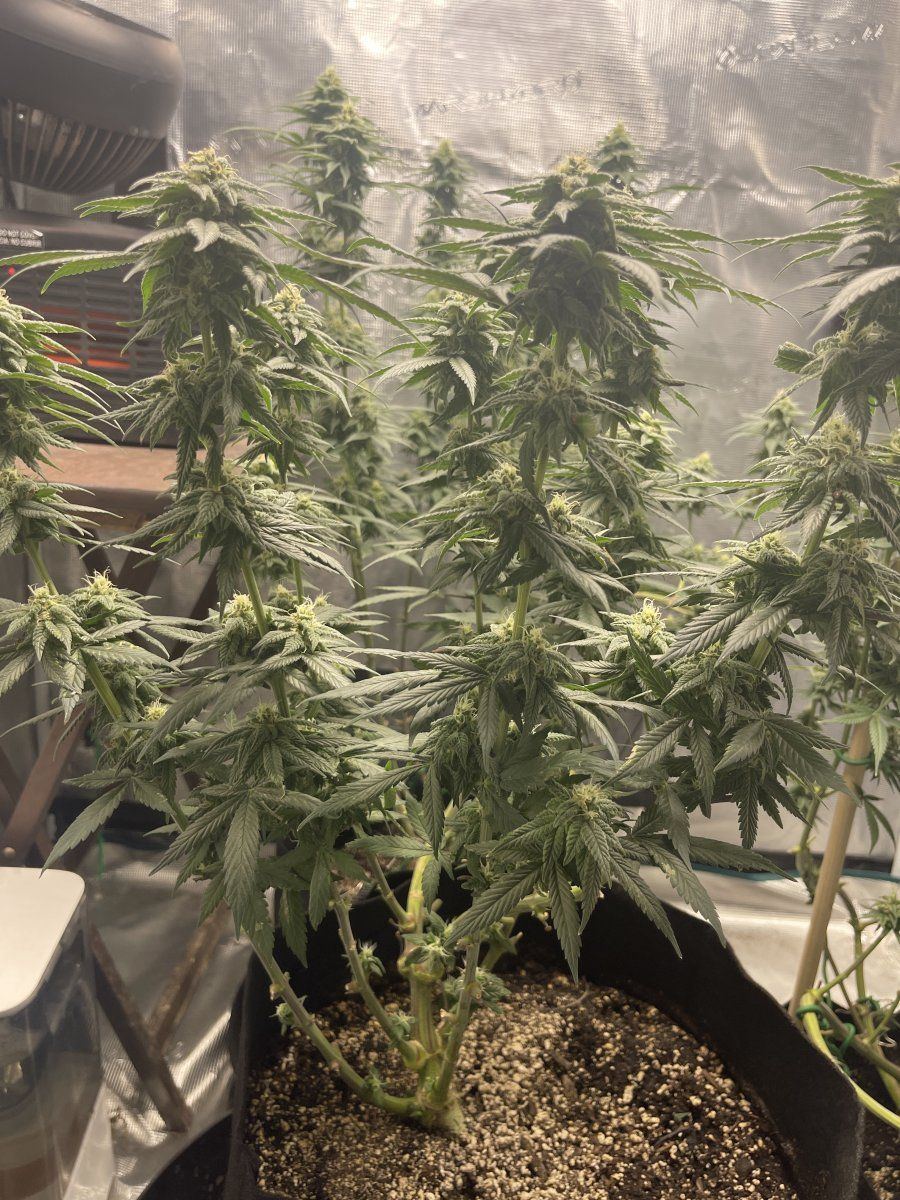 New grower here wanted to introduce myself 3