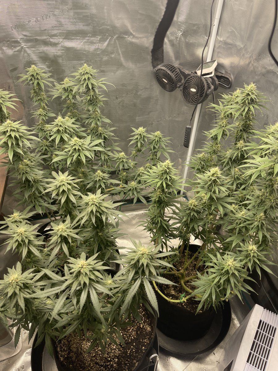 New grower here wanted to introduce myself 4