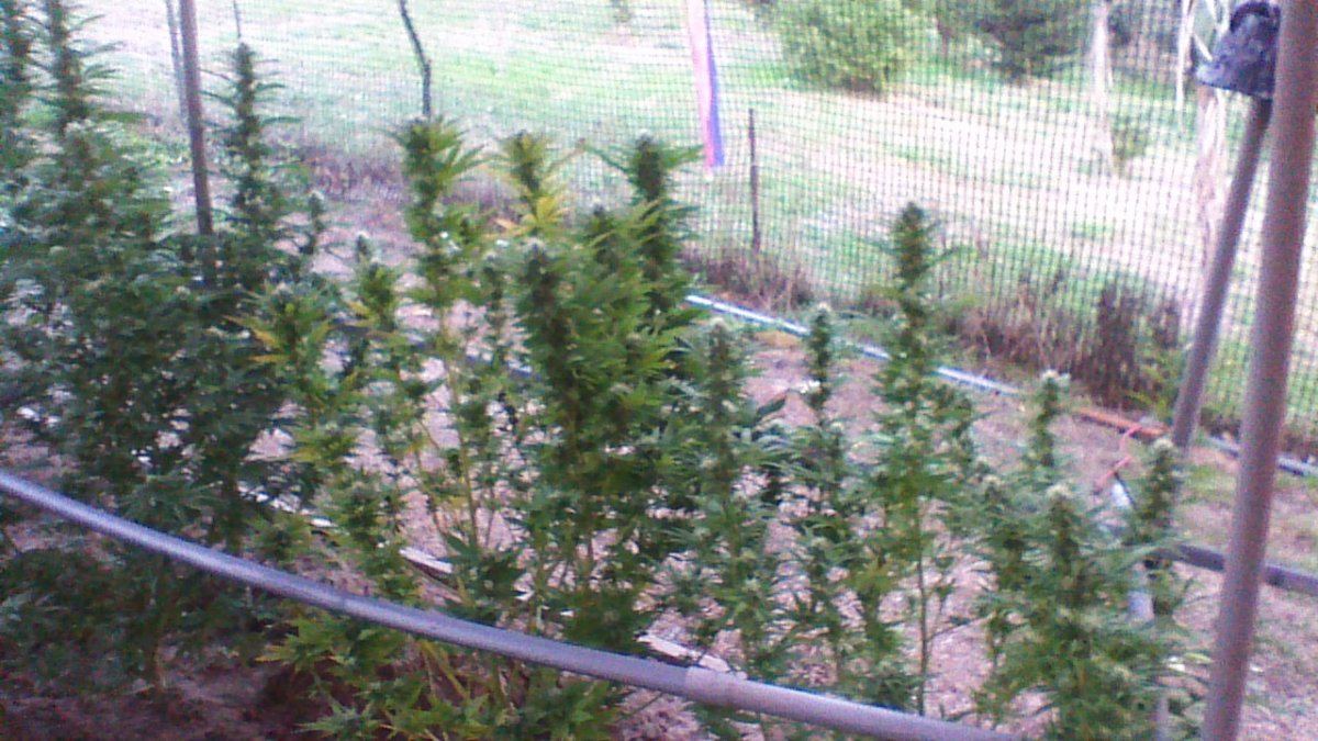 New grower in castlerock washigtonjust finshed up this yeardid oki want to do beter next time
