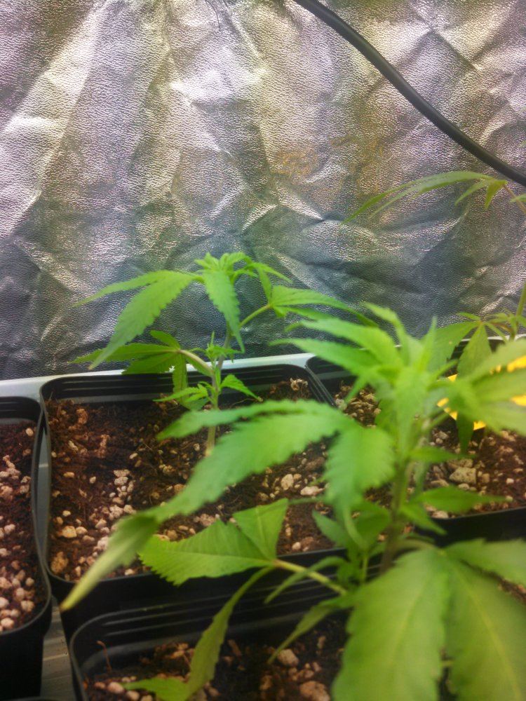 New grower in coco coir 2