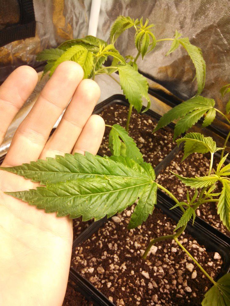 New grower in coco coir 3