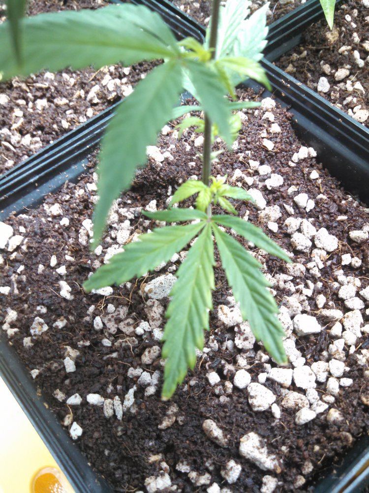 New grower in coco coir 4
