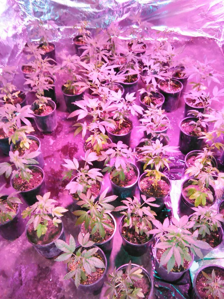 New grower in dire need of help 3