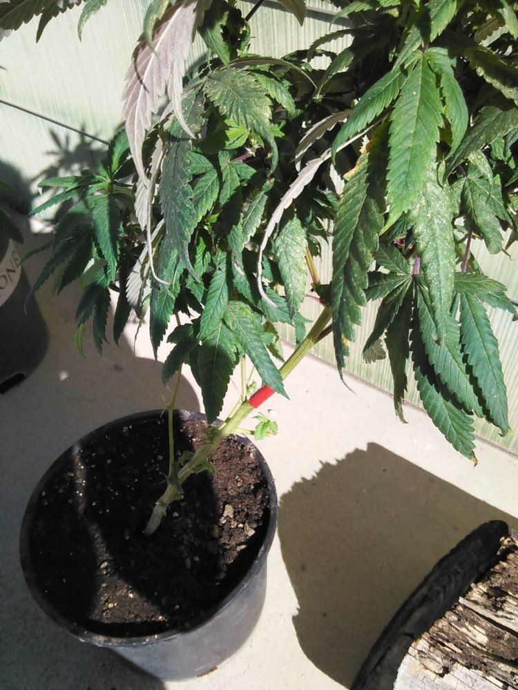 New grower in dire need of help 4