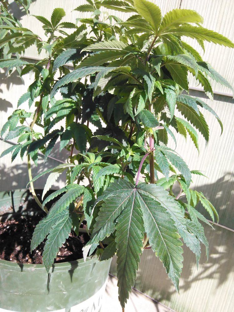 New grower in dire need of help 5