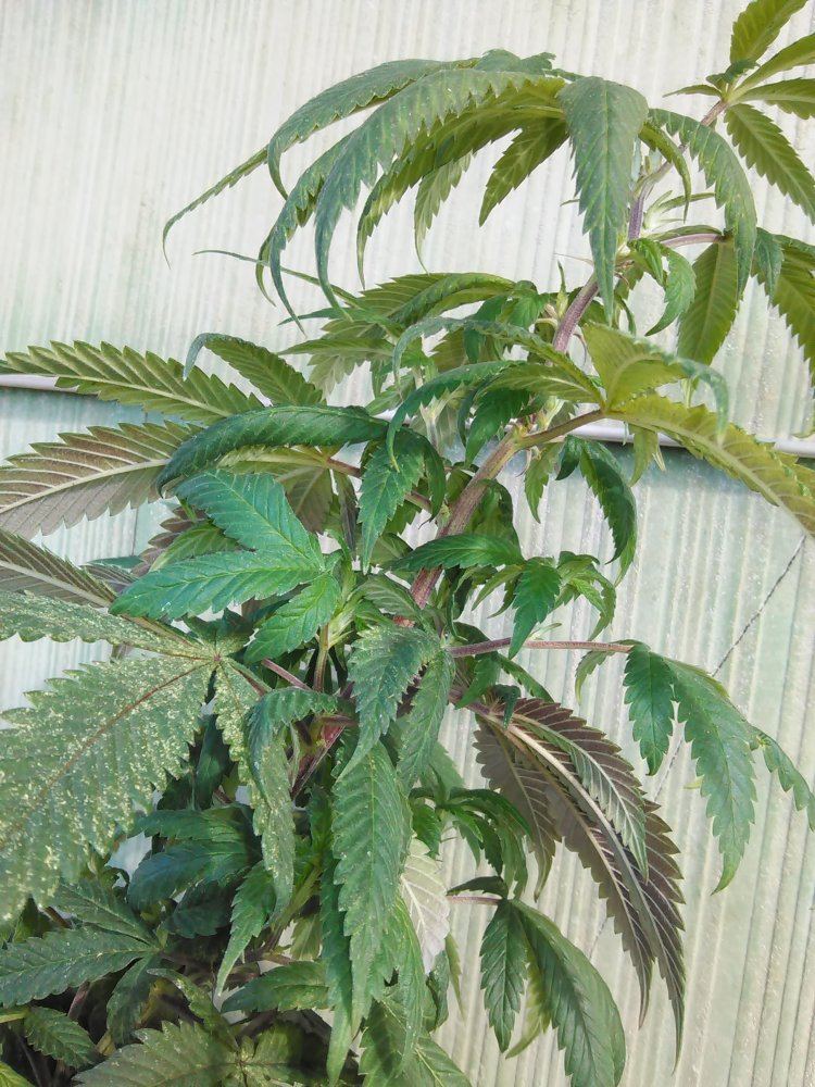 New grower in dire need of help 6