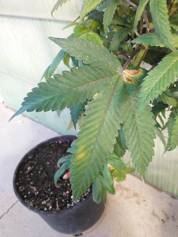 New grower in dire need of help