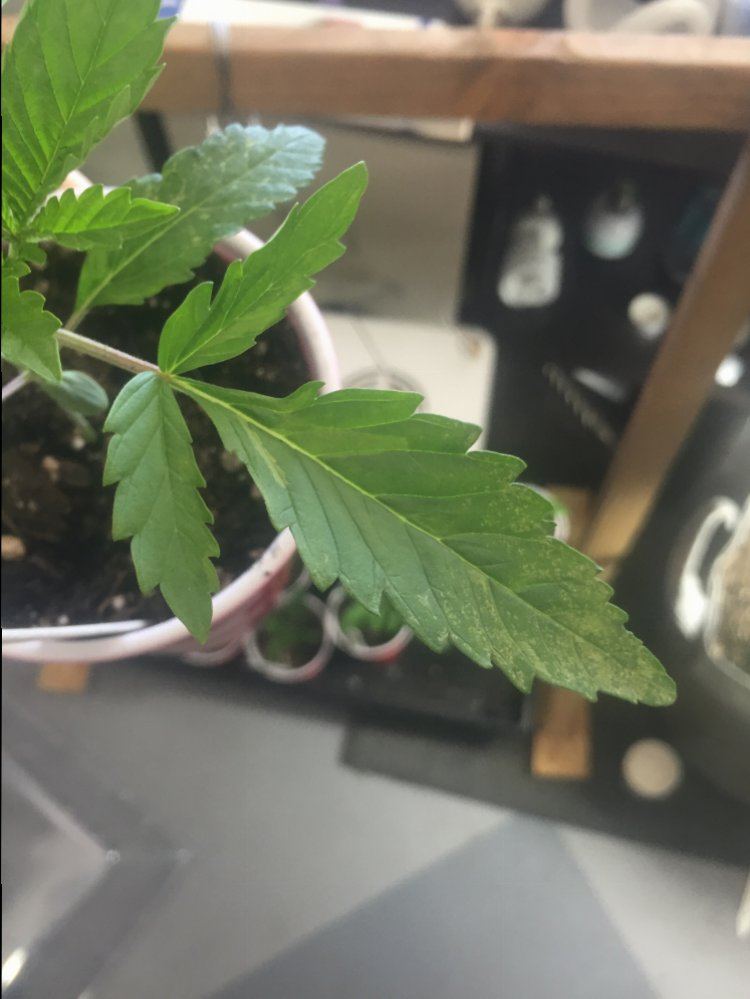 New grower is this a deficiency 2