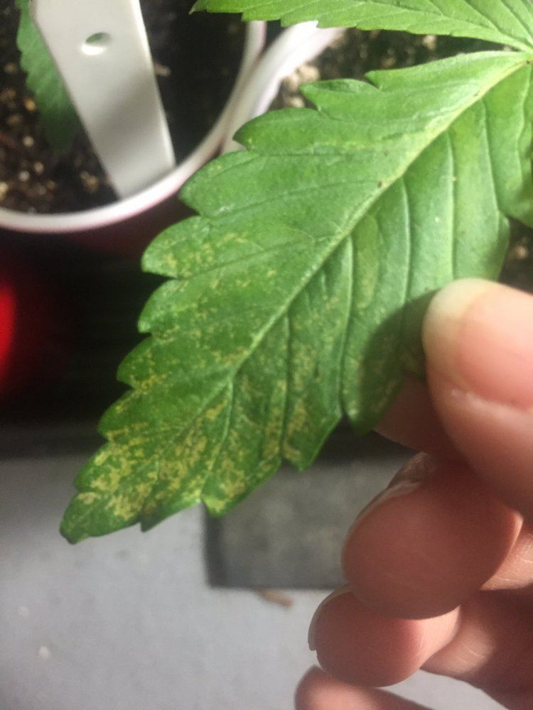 New grower is this a deficiency