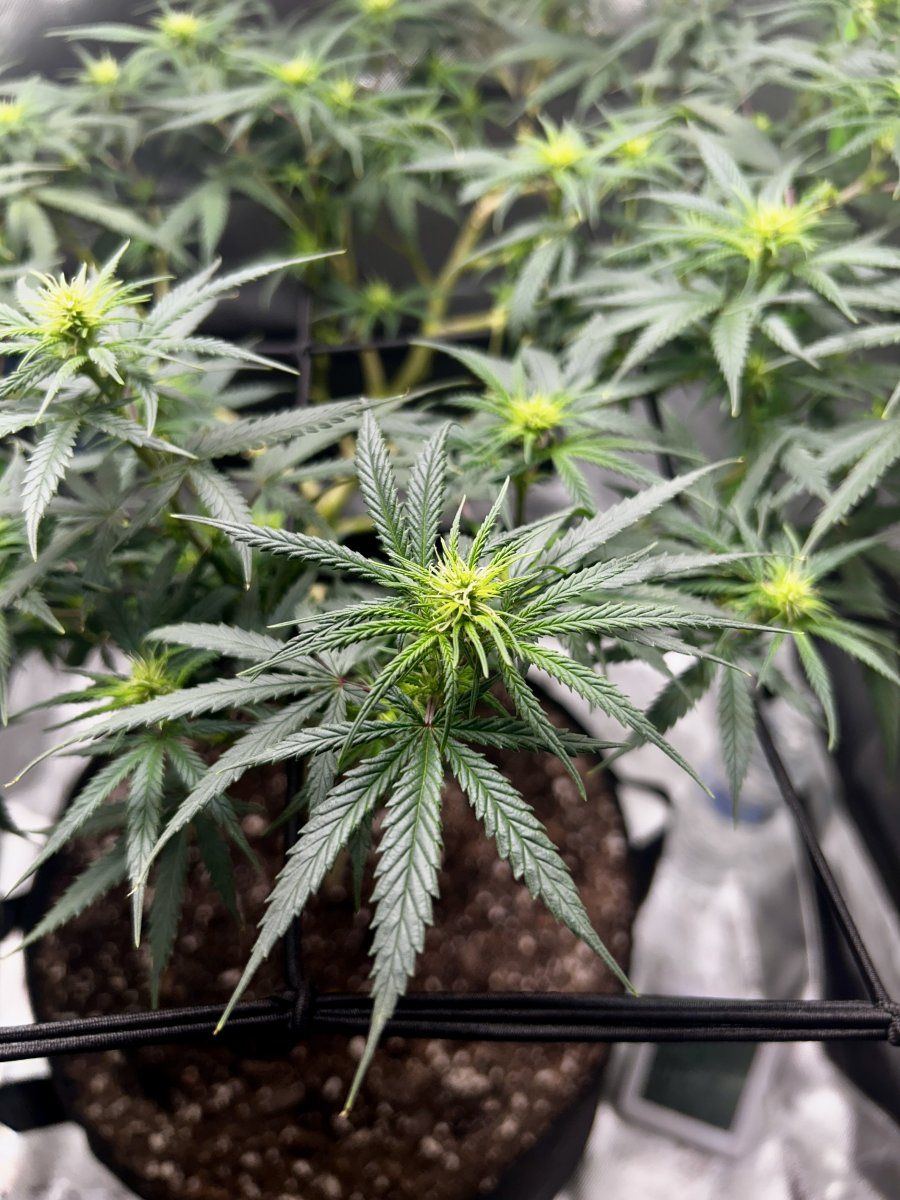 New grower joining the group 3
