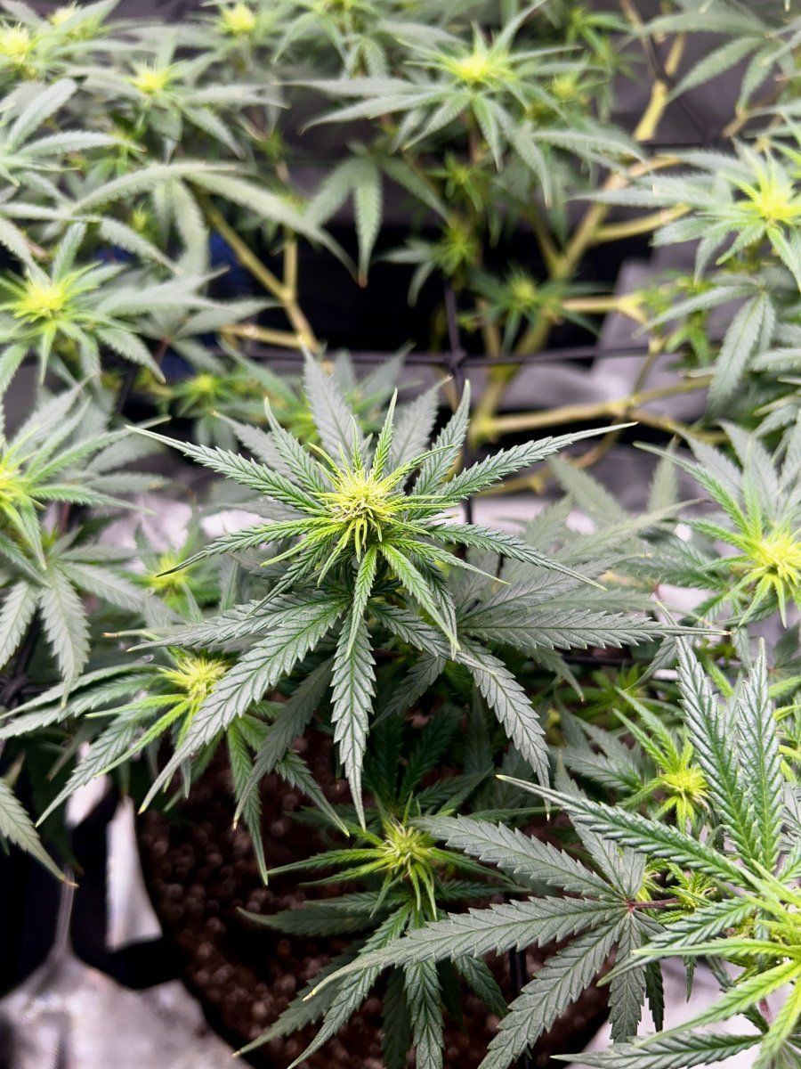 New grower joining the group 4
