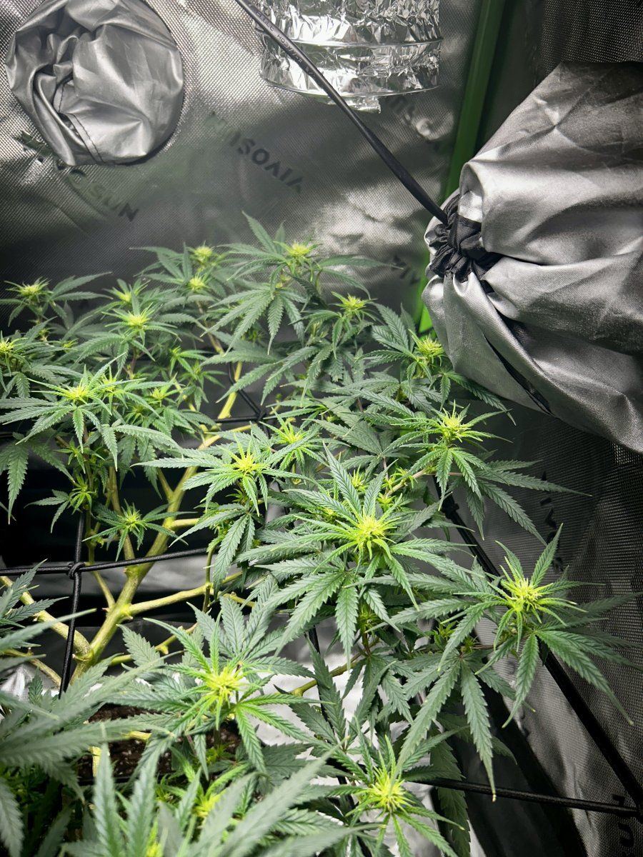 New grower joining the group 5