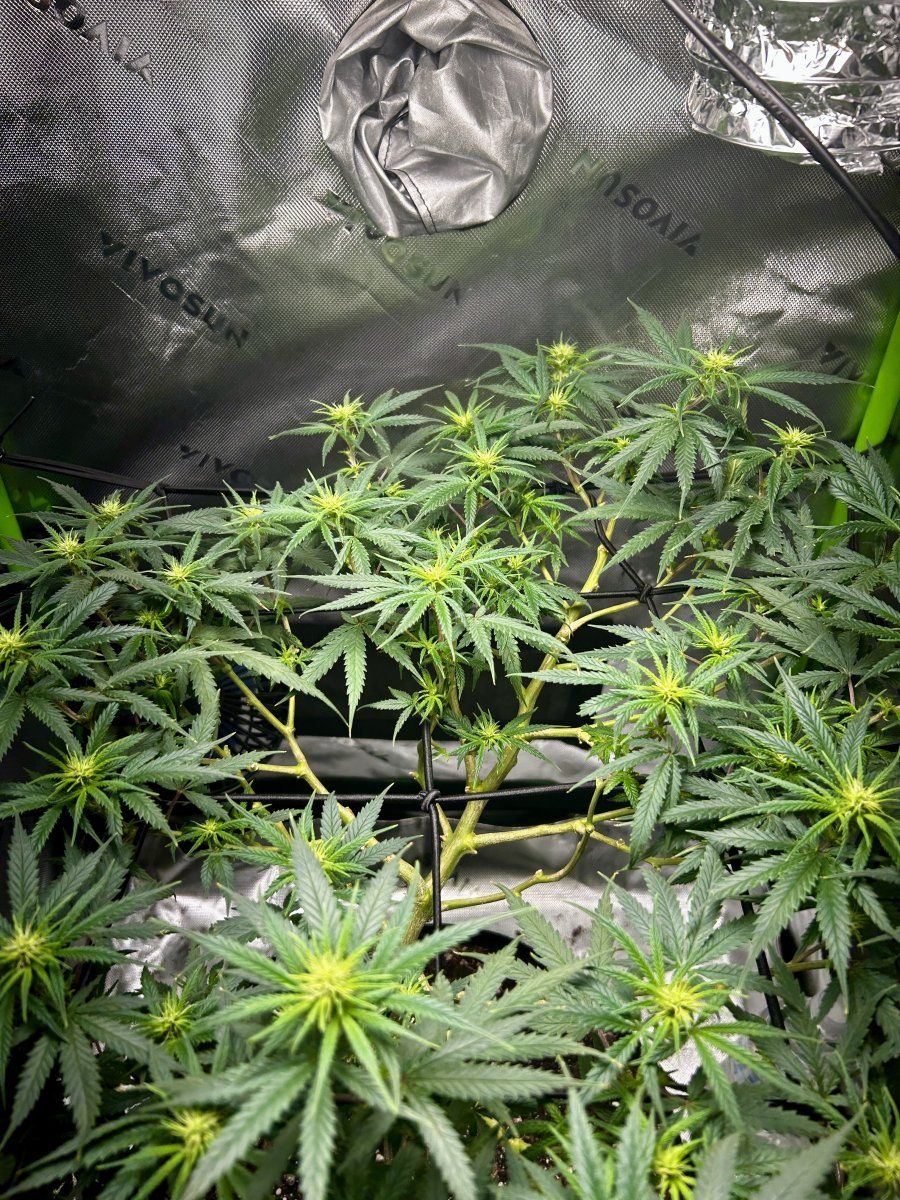 New grower joining the group 6