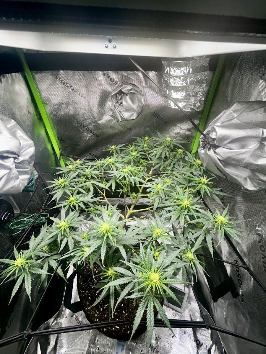 New grower joining the group 7