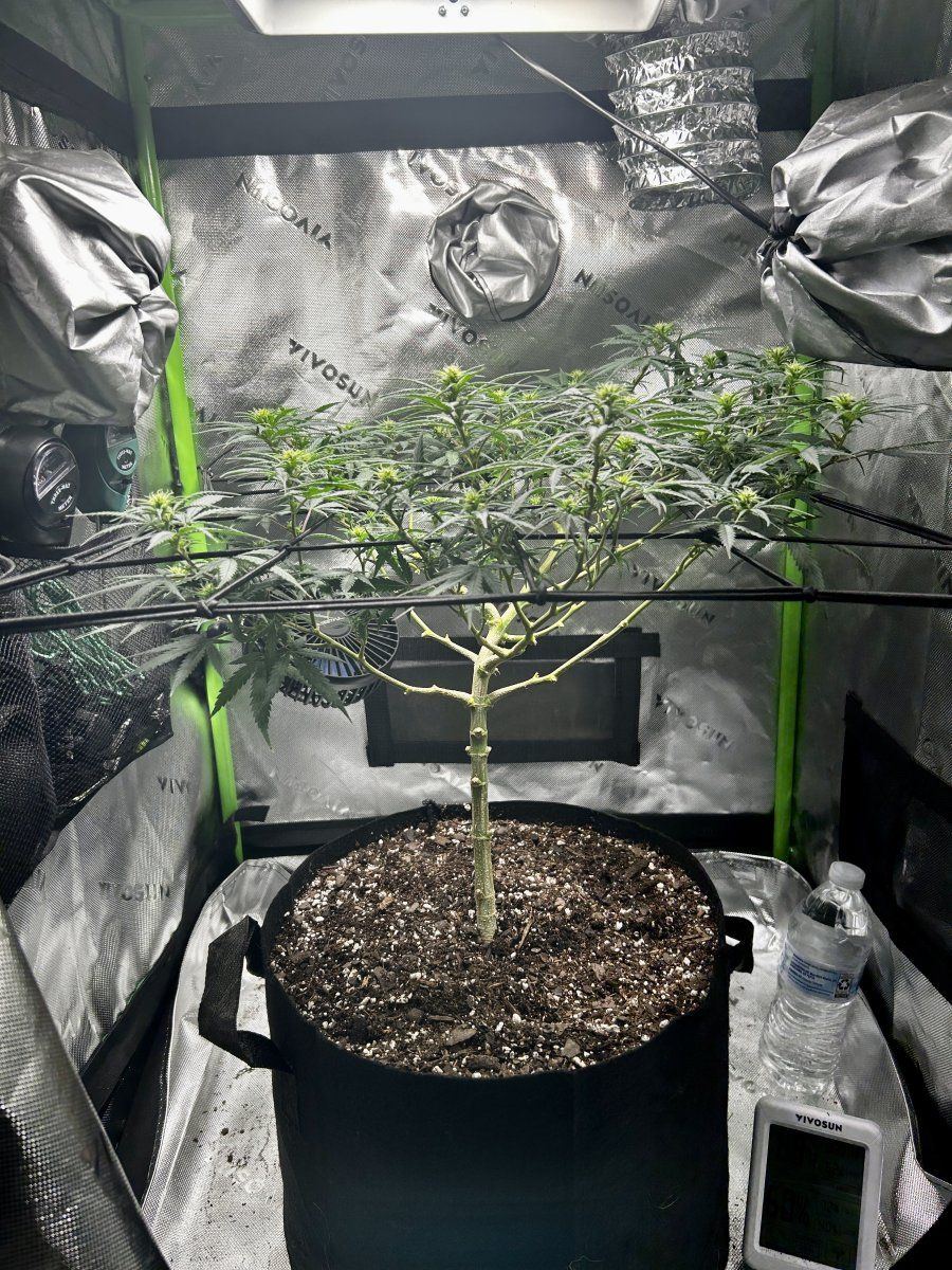 New grower joining the group