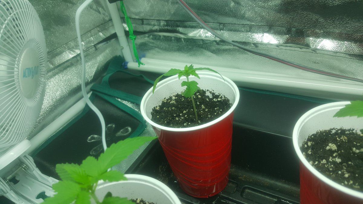 New grower