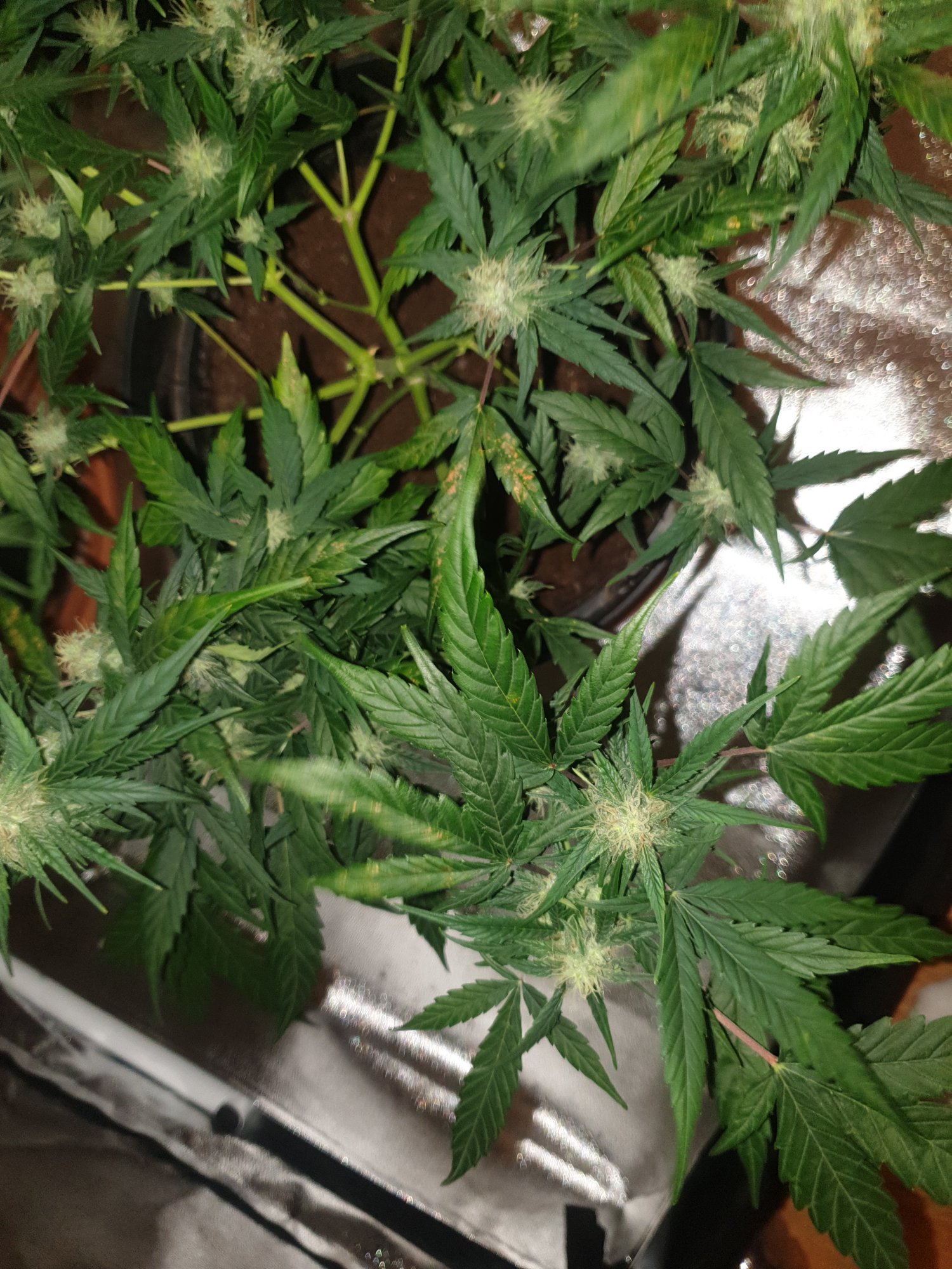 New grower leaf problems help needed please 2
