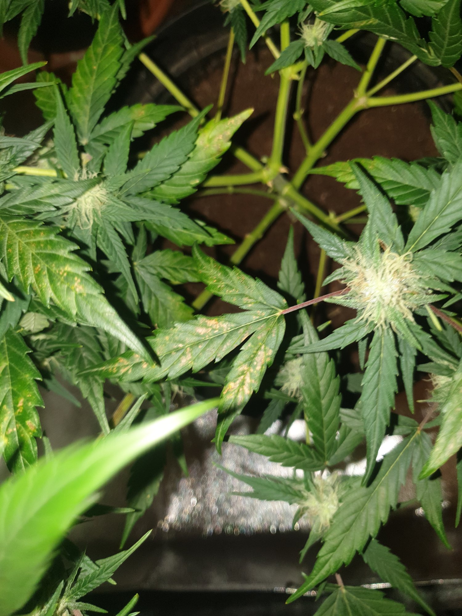 New grower leaf problems help needed please