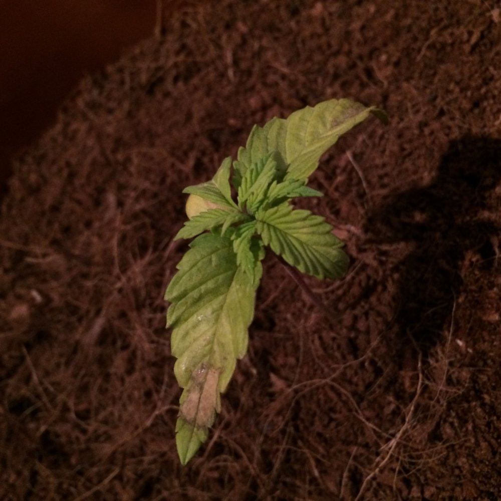 New grower little help anyone 2