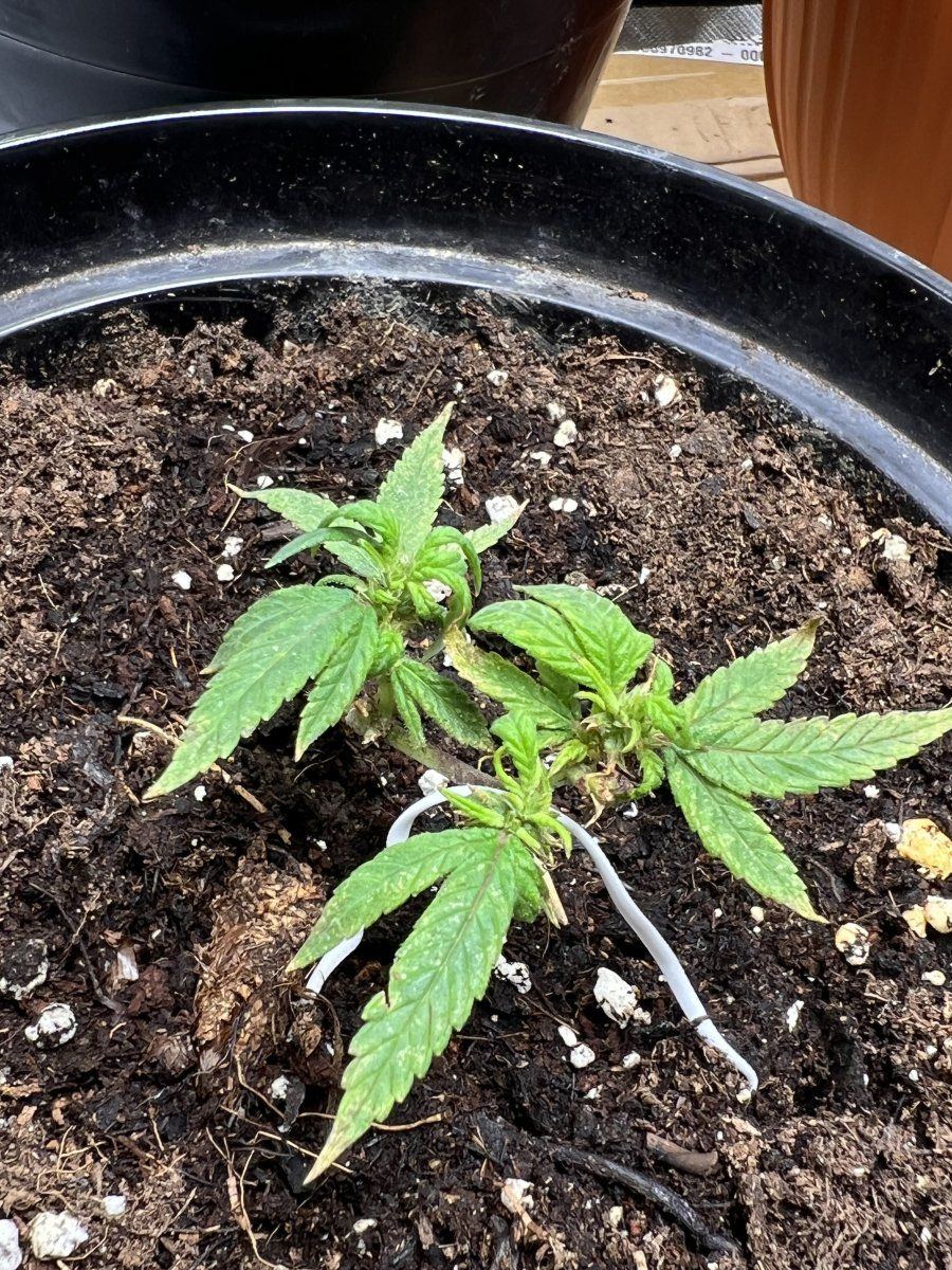 New grower looking for advice 3