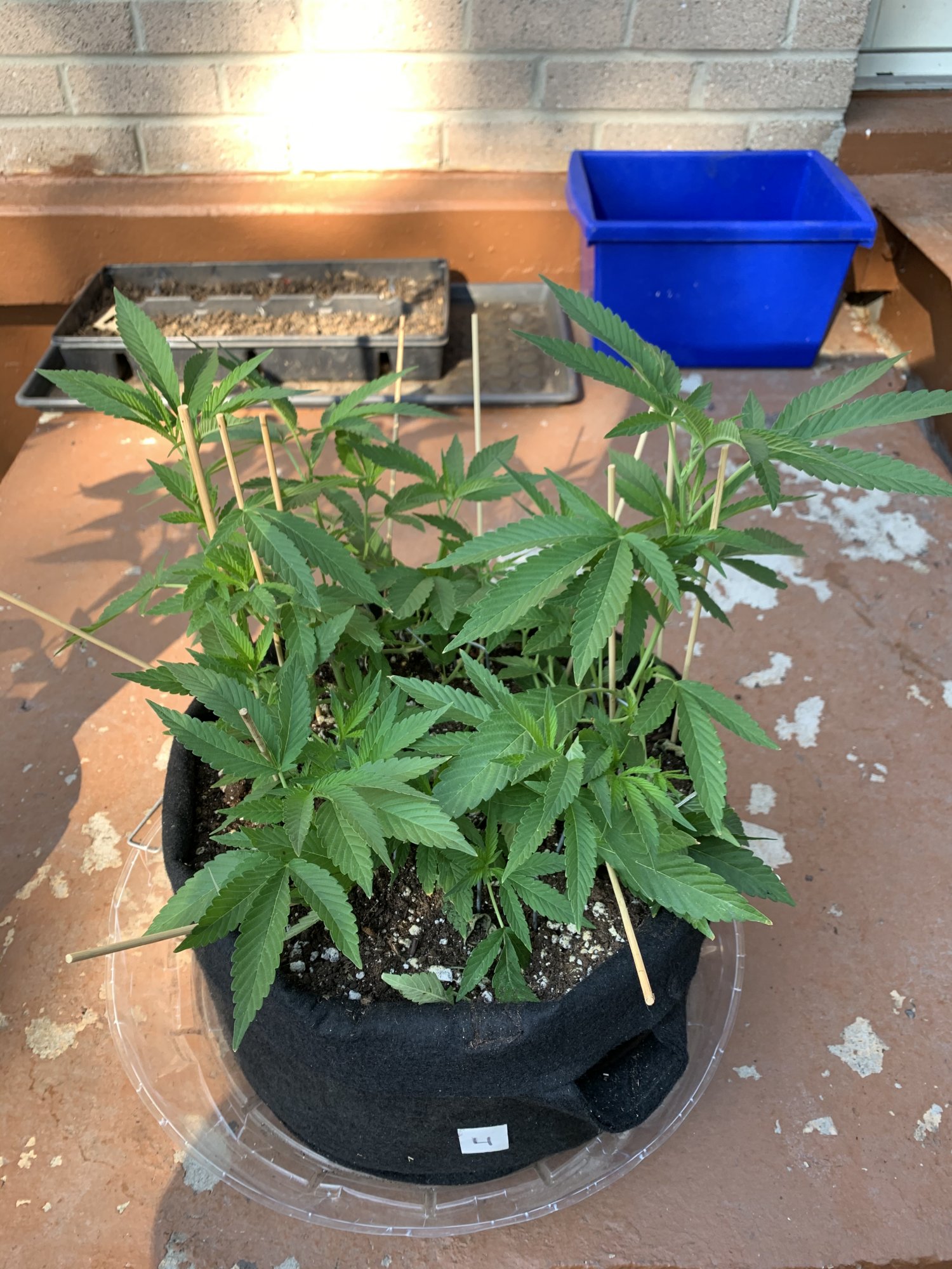 New grower looking for advice on my pink kush clones 3
