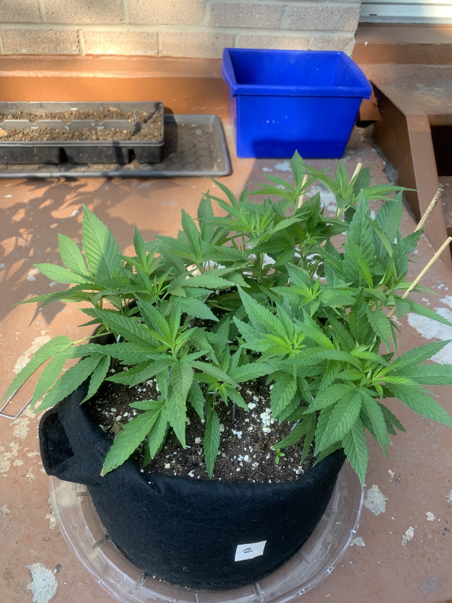New grower looking for advice on my pink kush clones 4