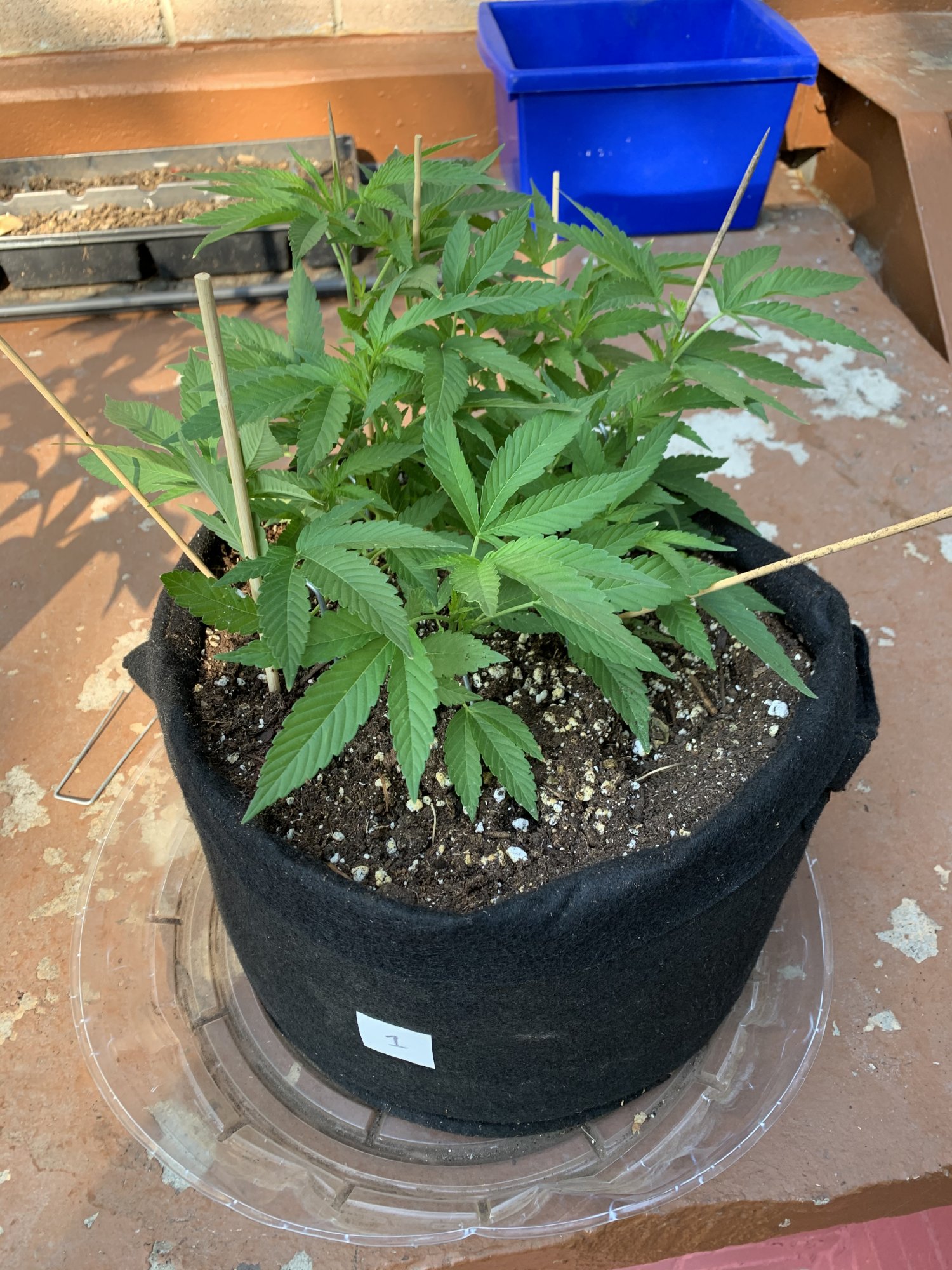 New grower looking for advice on my pink kush clones