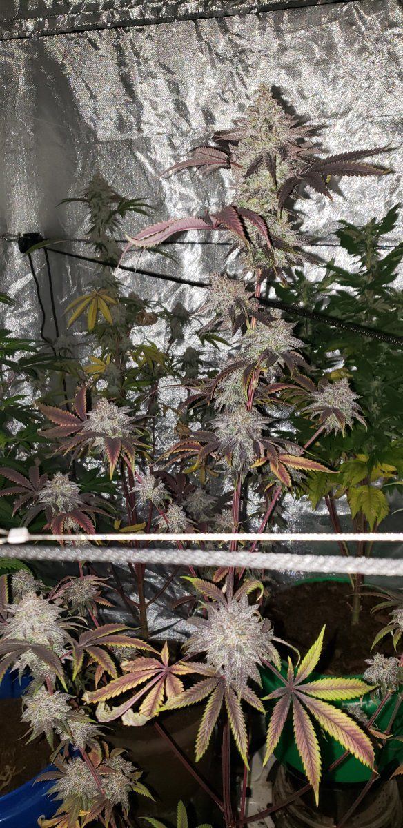 New grower looking for tips