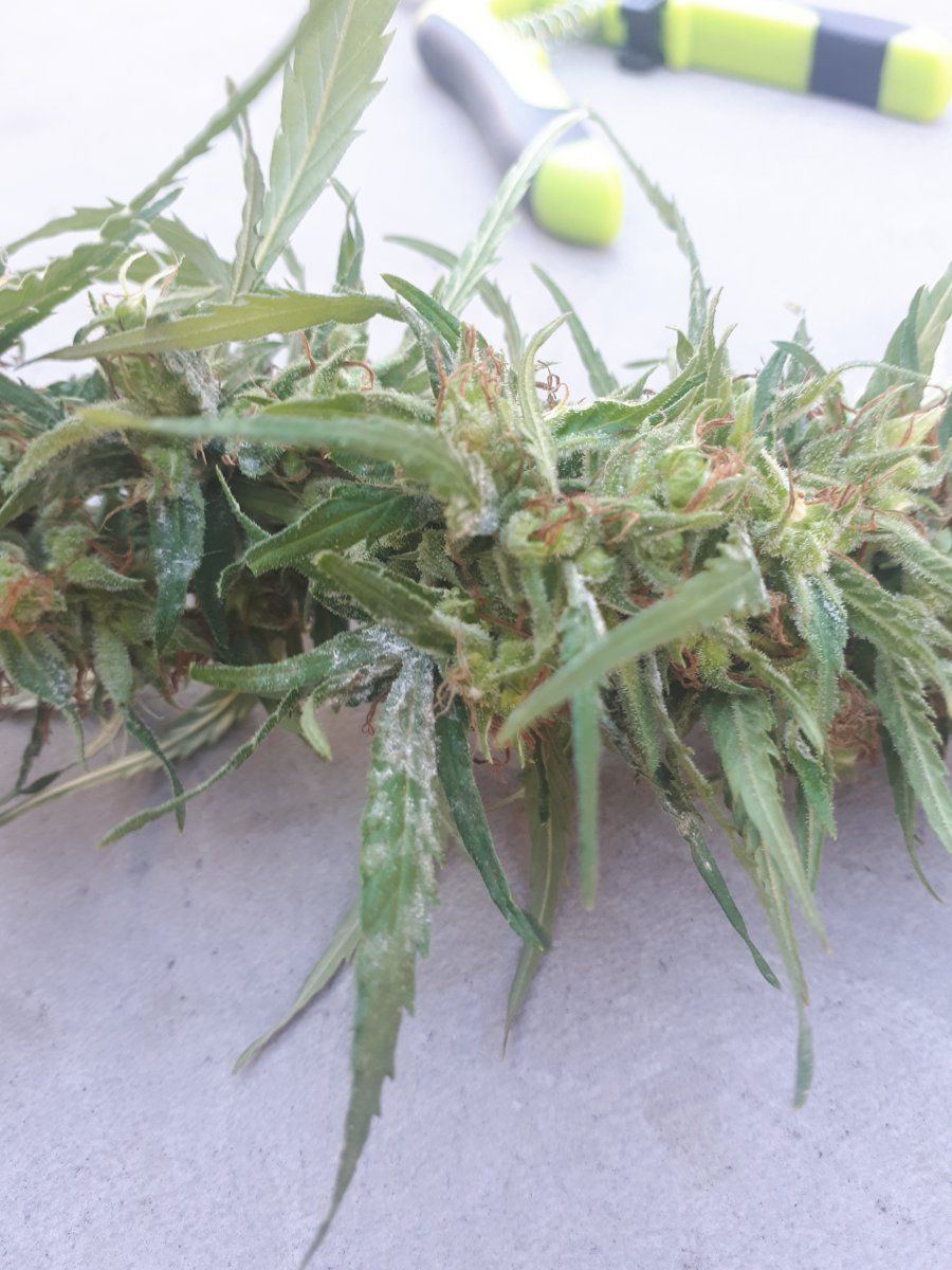 New grower mildew questions at harvest 2
