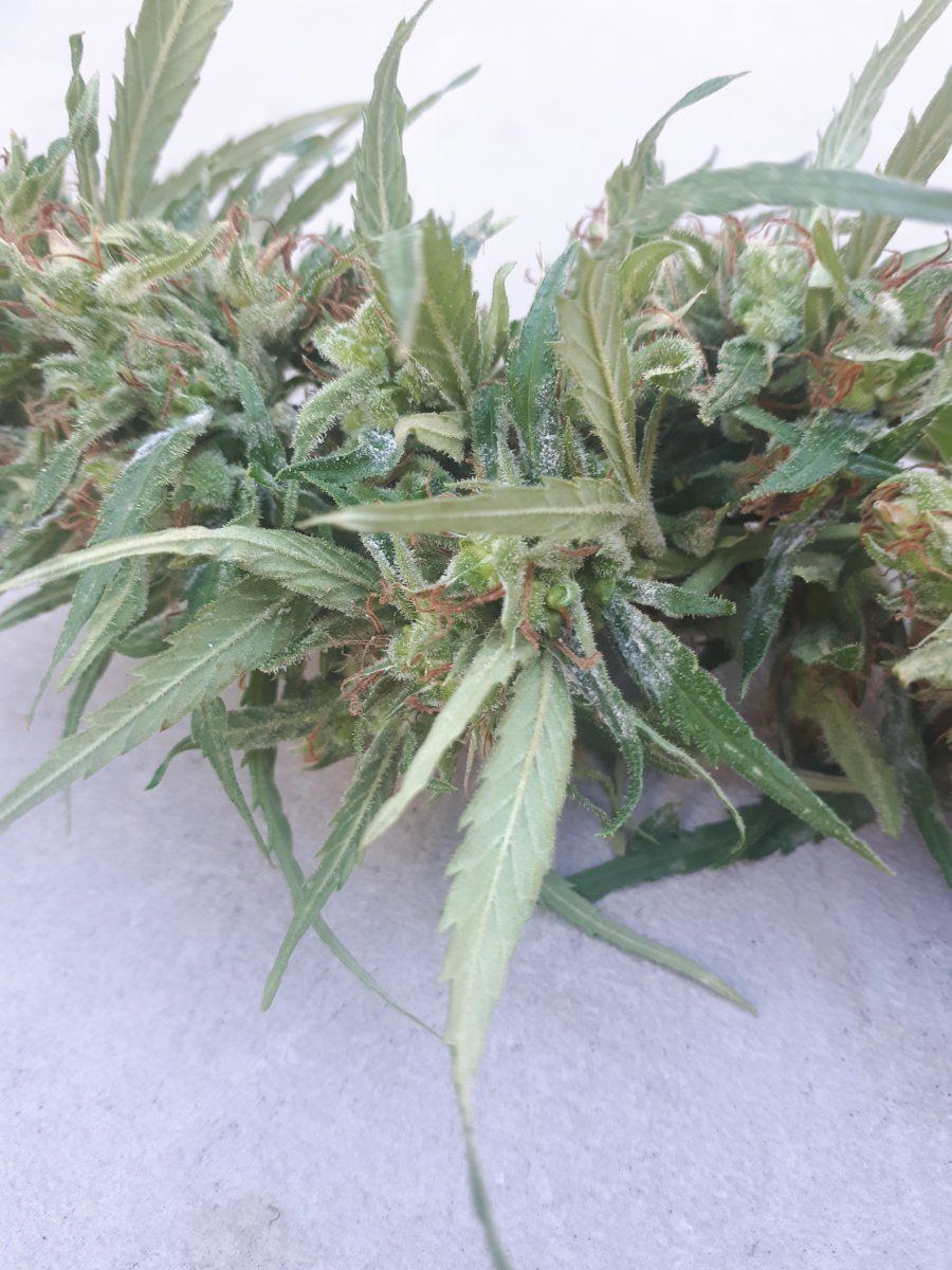 New grower mildew questions at harvest 3
