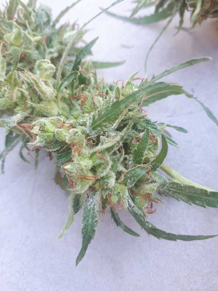 New grower mildew questions at harvest 4