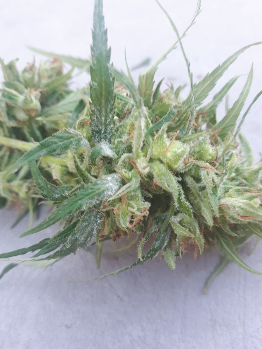 New grower mildew questions at harvest 5