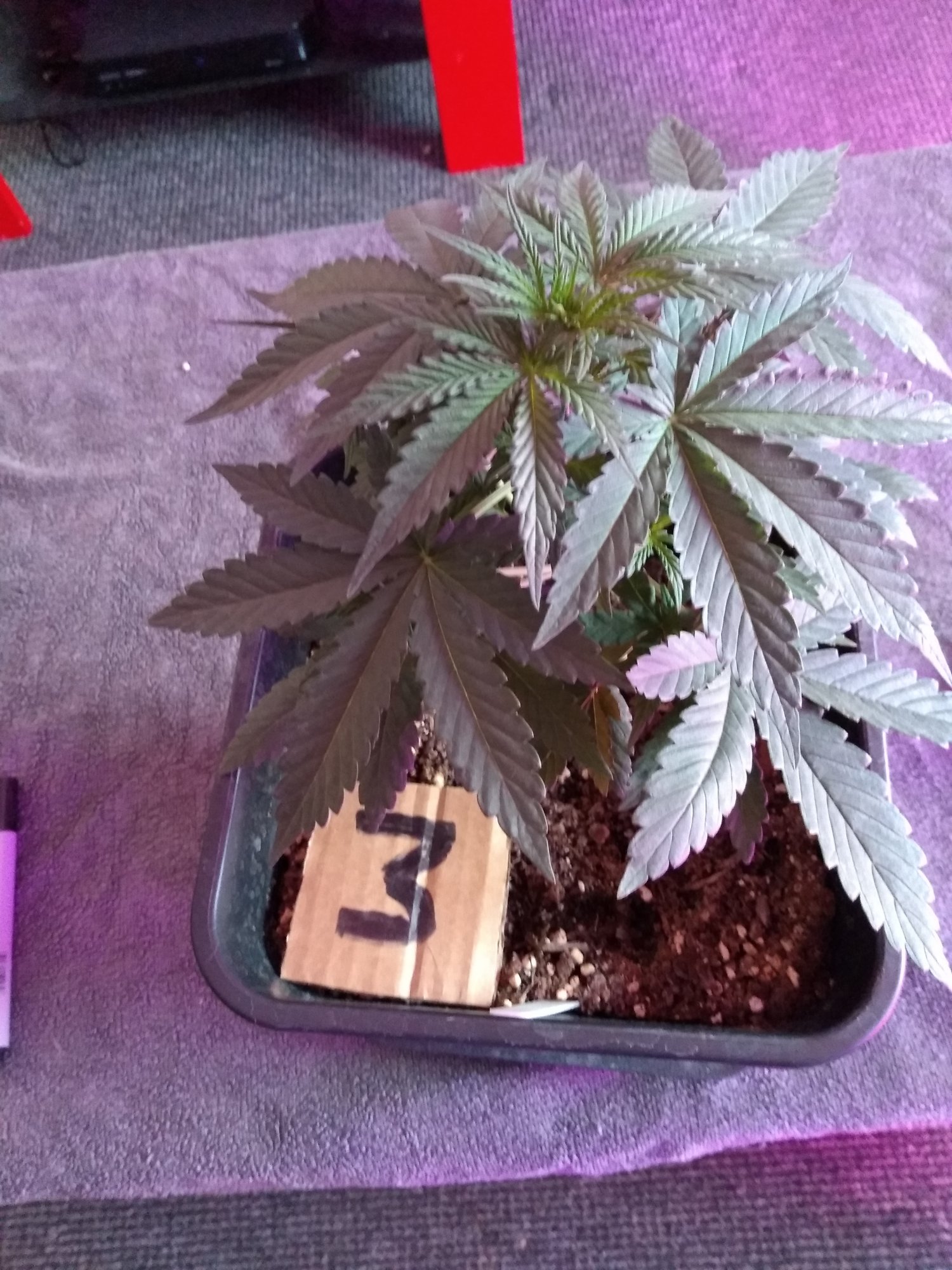 New grower   mistakes have been made 13