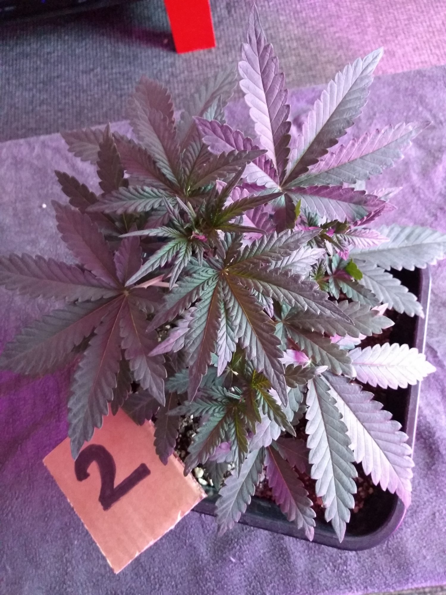 New grower   mistakes have been made 14