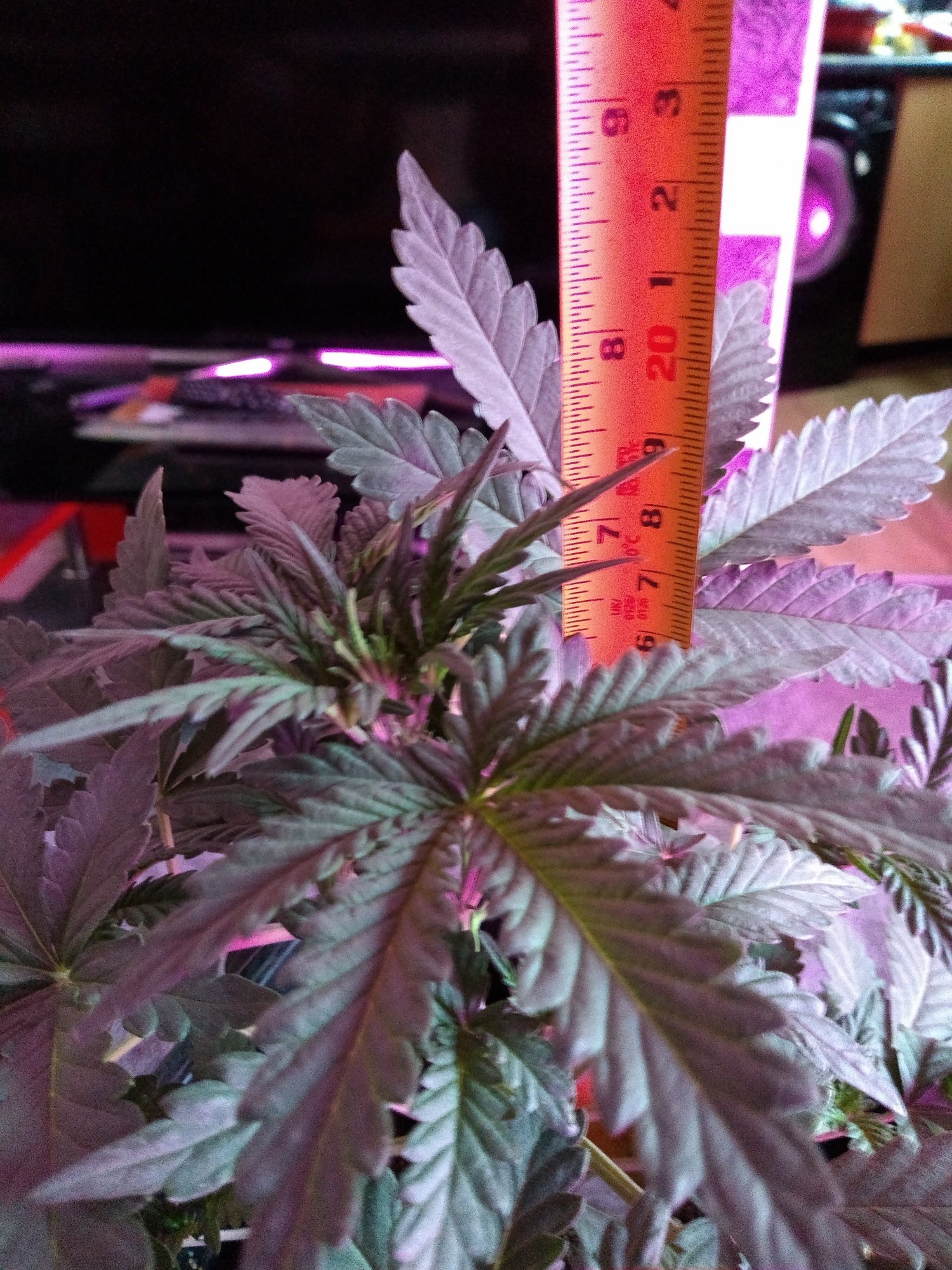 New grower   mistakes have been made 15