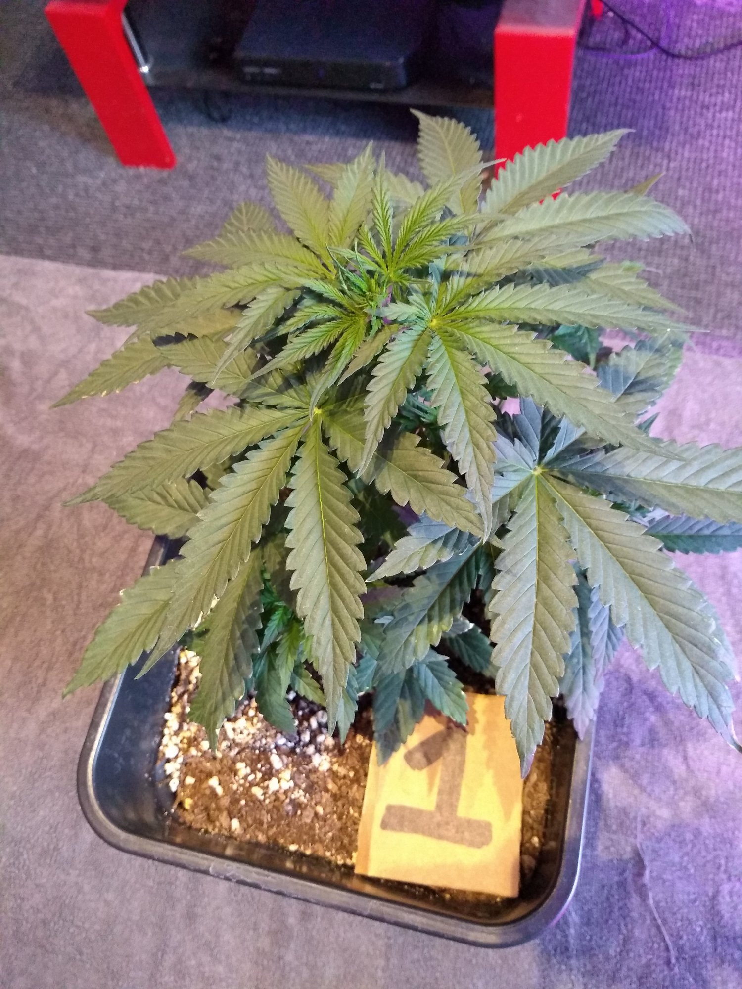 New grower   mistakes have been made 3