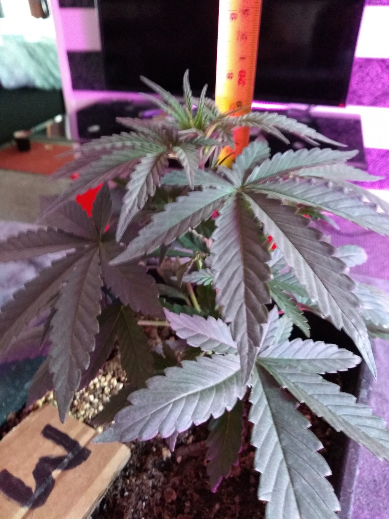 New grower   mistakes have been made 4