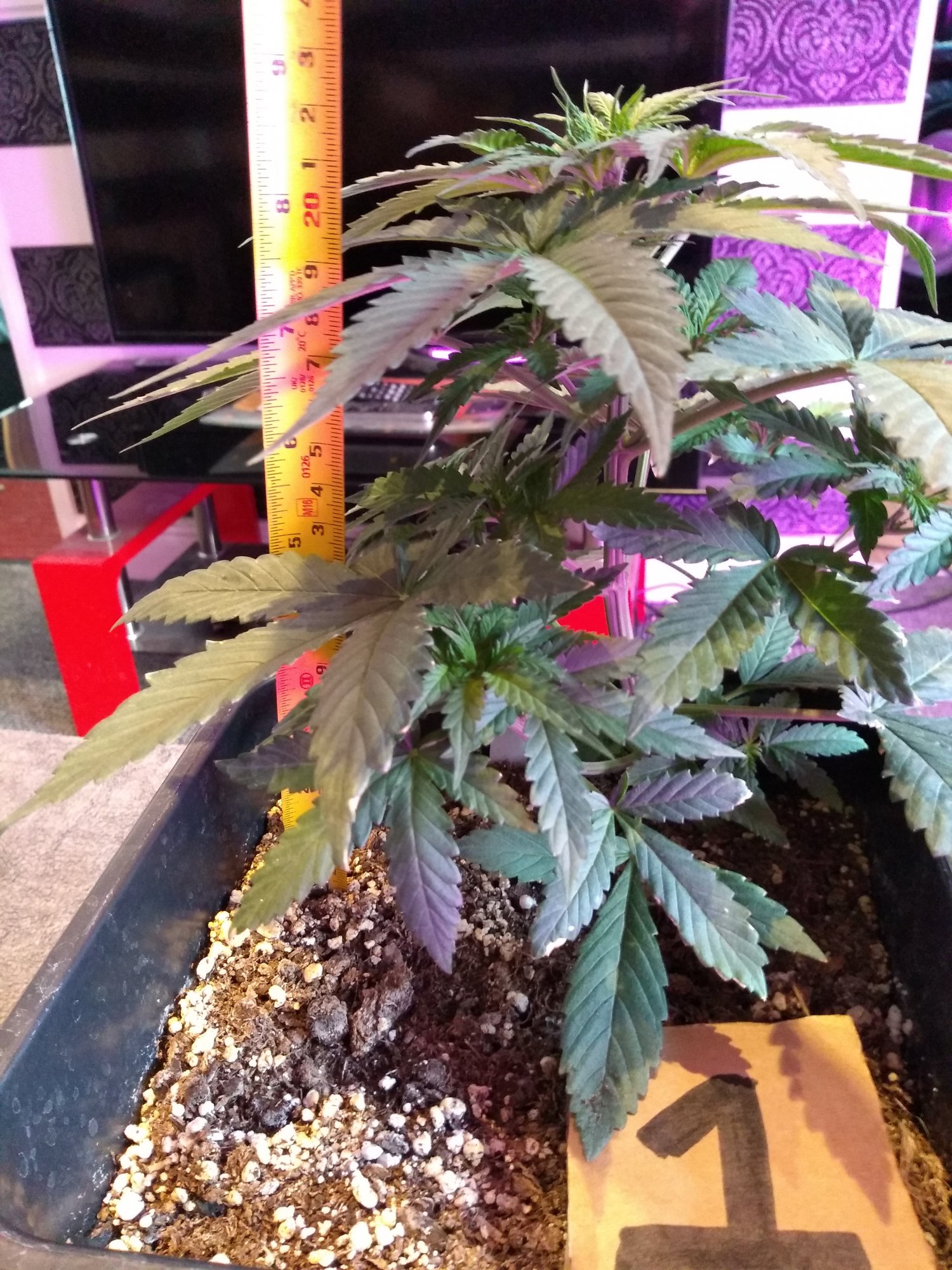 New grower   mistakes have been made 5
