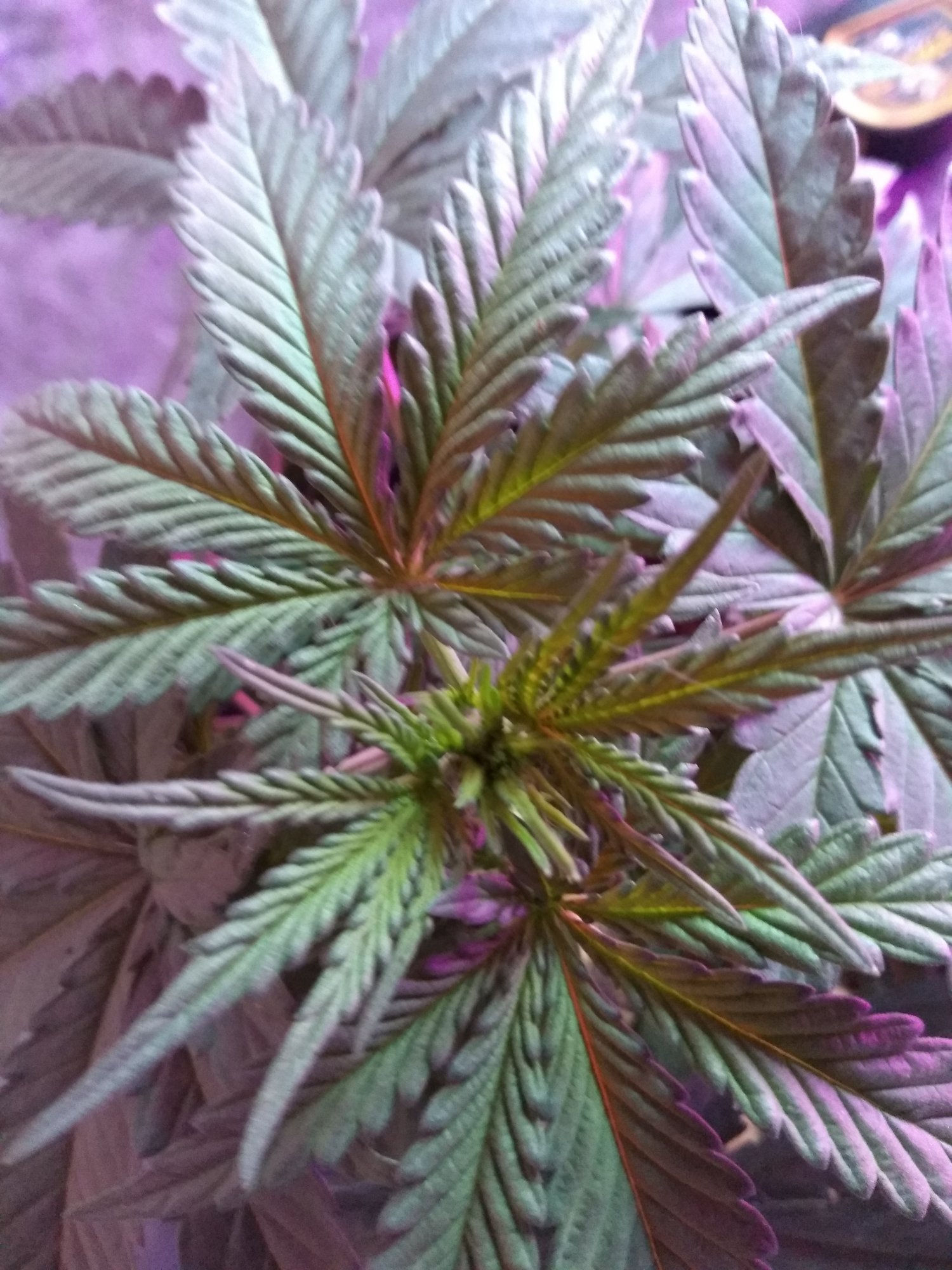 New grower   mistakes have been made 6