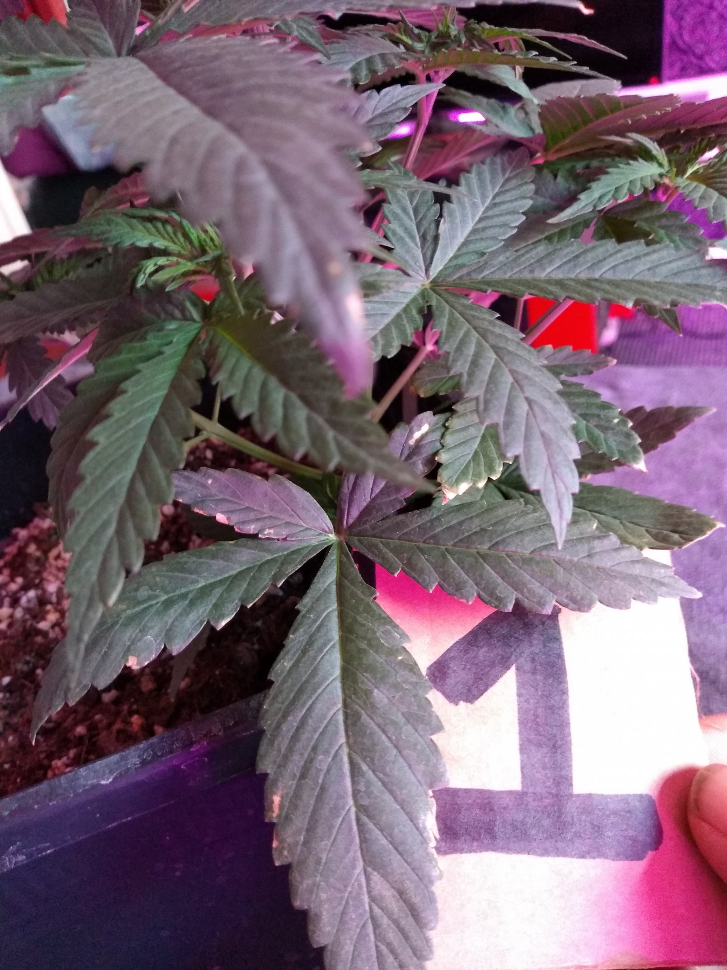 New grower   mistakes have been made 8